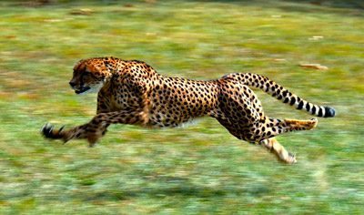 A picture of a running cheetah