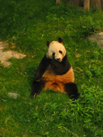 Panda som äter gräs