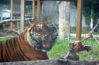 A picture of an angry tiger