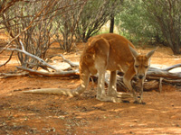 Röd Känguru