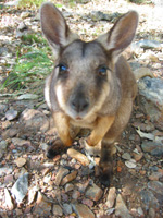 Nyfiken Rock Wallaby