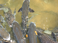 Fish Feeding i Darwin