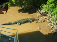 Krokodil i Adelaide River