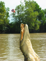 Hoppande krokodil i Adelaide River