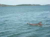 Delfiner i Port Stephens