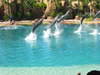 Delfiner på Sea World