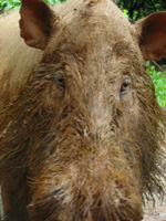 Närbild på en Bearded Pig