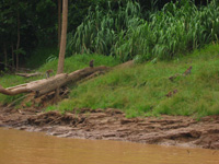 Macaques på flodbanken