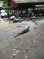 Stor ödla på Pulau Sapi