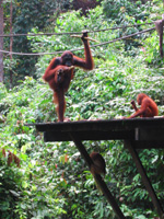Måltidsdags för en stor orangutang