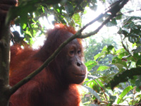 Närbild på en orangutang