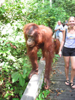 Fredrika och en orangutang