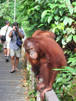 En orangutang poserar för kameran