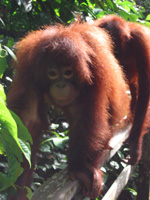 En orangutang ögnar fotografen