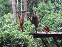 En stor & en liten orangutang
