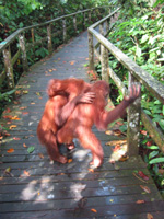 Två orangutanger brottas vänskapligt