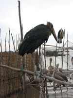 Stork i Vietnamese Floating Village