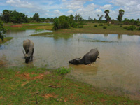 Vattenbufflar på risfälten