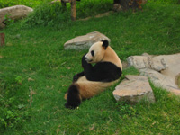 En cool panda