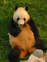 Panda som äter gräs