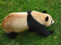 Panda på språng