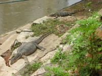 Ödlor vid floden i Melaka