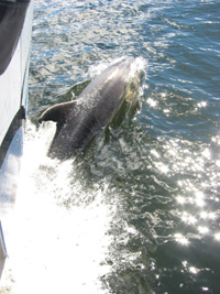 Delfiner, Milford Sound
