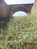 Picture of An overgrown part of Colosseum